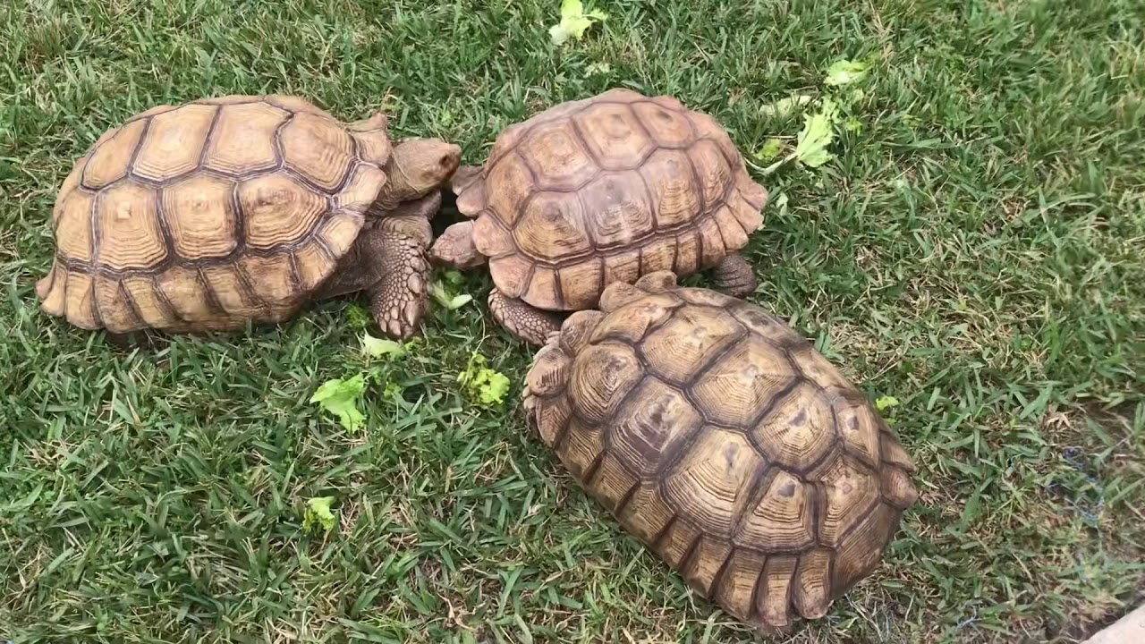 eggs florentine Update On All My Tortoises