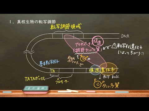 おうち生物　26. 遺伝子発現調節　真核生物編 (高校生物)