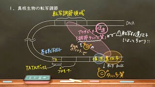 おうち生物　26. 遺伝子発現調節　真核生物編 (高校生物)