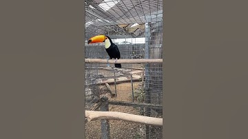 toco toucan