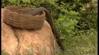 Snake charmer releases his Cobra snake in Delhi Snake charmer releases his Cobra snake in Delhi