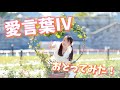 みこ 愛言葉 踊ってみた オリジナル振付 Love Words Dance Choreography By Miko みこ 愛言葉 踊ってみた オリジナル振付 Love Words Dance Choreography By Miko