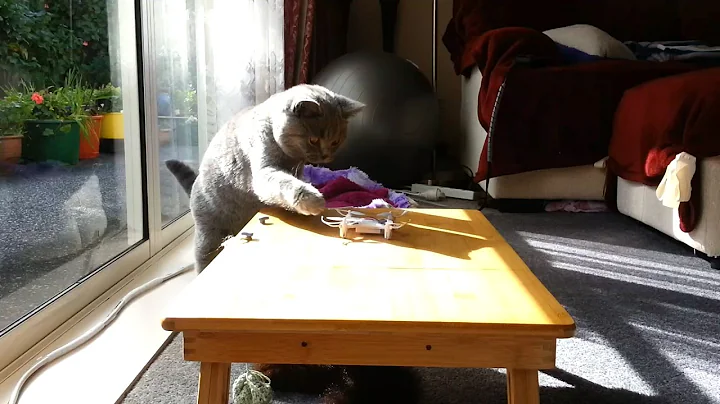 Watch the video about British Blue Kitten Kesha and a flying toy quadcopter.