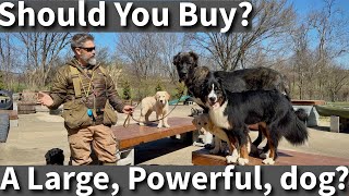 Should I Buy A Large, Powerful, Dog? Some Things To Consider by Stonnie Dennis 19,024 views 1 month ago 9 minutes, 57 seconds