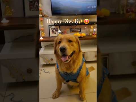 Happy Diwali Shorts Trending Viral Diwali Simba