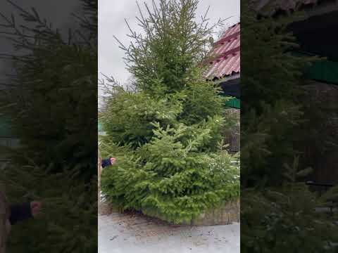 Тсуга - хвойное дерево на дачном участке #shorts