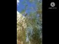 صوت عصفور الحسون mp3