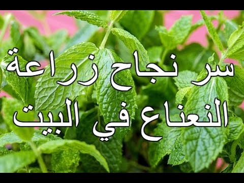 فيديو: Meadow Garden Compass Plant - تعرف على زراعة زهور نبات البوصلة