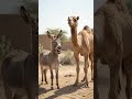 #podcast #aivideo #aivideo #viralvideo #aivideogenerator #camel #donkeykong