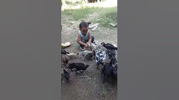 Anak kecil tangkap ayam