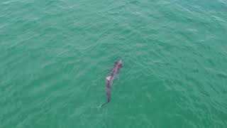 Basking Sharks In Ardmore