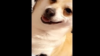 Dog Put On An Adorable Smile When His Mum Said " I Love You"