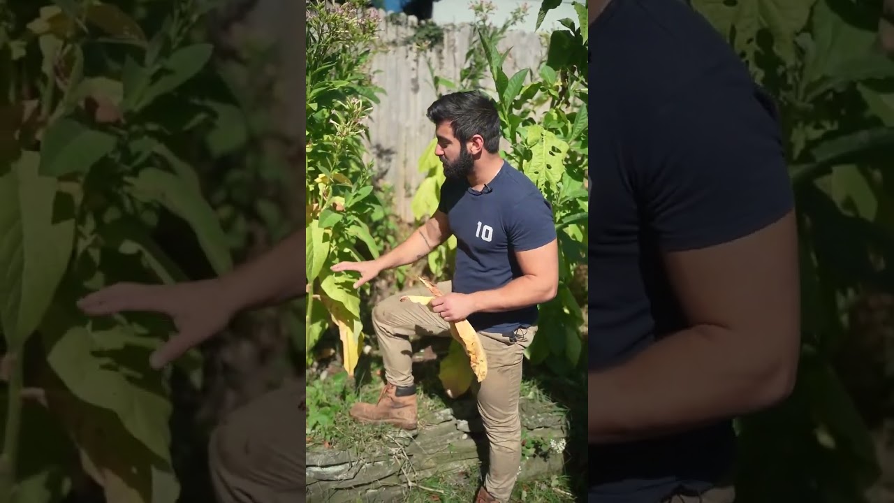 when to pick tobacco How to Harvest a Tobacco Plant