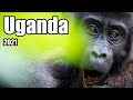 Uganda Gorilla und Schimpansen Trekking im Bwindi und Kibale Nationalpark (mit Untertitel)