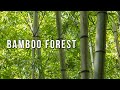 BAMBOO FOREST(竹林) | 4K Nature Video & Sound 2020 in Japan | Panasonic DC-G9, DJI Mavic Mini
