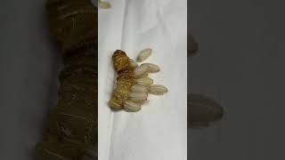 Hissing Roaches Hatching