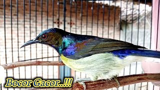 kolibri kelapa | manggar |putar suara ini untuk memancing burung korlap bahan agar cepat bunyi gacor