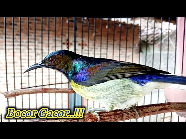 kolibri kelapa | manggar |putar suara ini untuk memancing burung korlap bahan agar cepat bunyi gacor class=