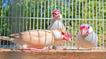 Java sparrows sing sweet song. They are sing and play together. That