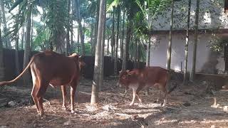 Cow And Bull Mating Malnadgidda Breed Cow
