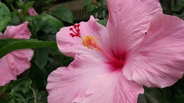 Xiaomi mi4c camera video test