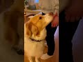 No One Loves You Like Your Dog Does #cutedogs #doglove #dogs