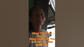 CHUYỆN LẠ TẠI SÔNG VÀM NAO HÀNG NGHÌN CÁ TRA TRÔI DẠT VÀO BỜ quá kỳ lạ bà con ơi #shorts