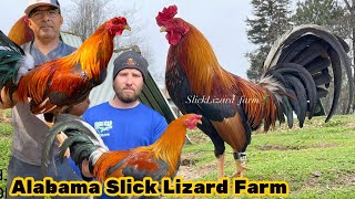 ALABAMA 🇺🇸 Slick Lizard Farm Feeding Time Free Range Shape Chicken Coop Outdoor 2026