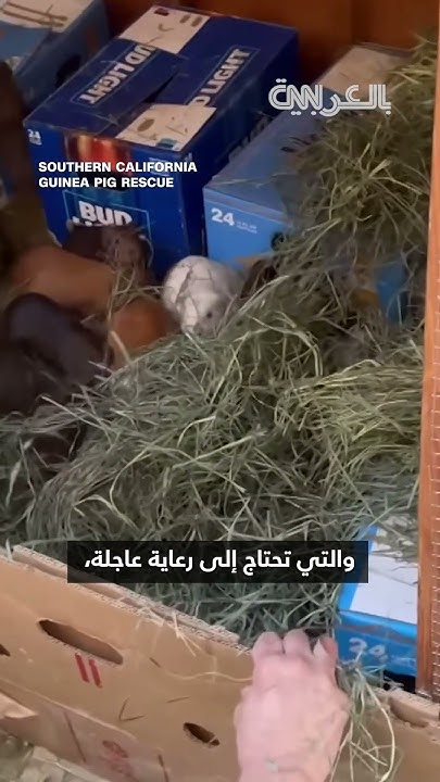   ..          - -    
 - نشر قبل 47 دقيقة