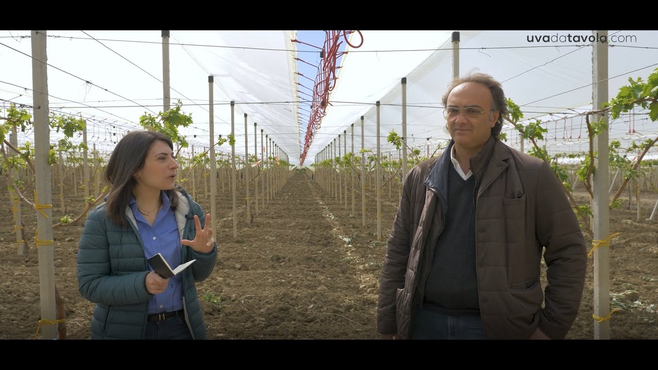 Ingrossamento del rachide in uva da tavola, come e quando operare?