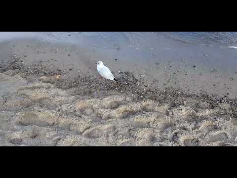 Ostsee - Lübecker