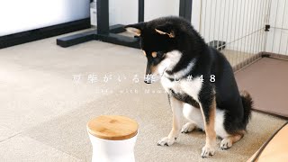 ヤンチャといわれる柴犬の実態を隠し撮りしてみた。【豆柴暮らし】