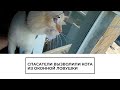 В Екатеринбурге спасли кота, застрявшего в окне