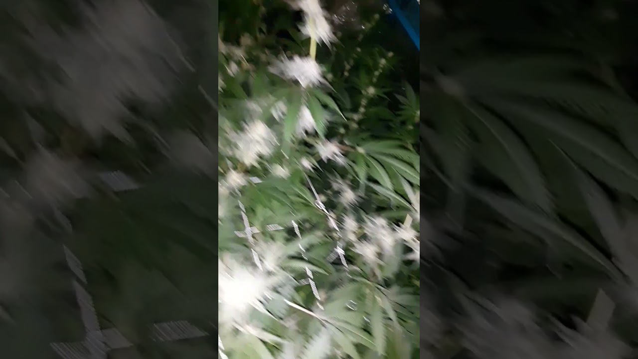 Strain: OGKB in late flower 🌼