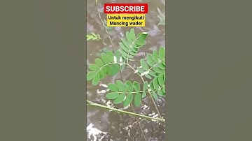 Mancing ikan Wader #mancing #mancingikanwader #mancingwader #ikanwader #viral #viralvideo #shorts