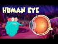 Human eye  the dr binocs show  best learnings for kids  peekaboo kidz