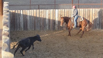 Thata Smart Cat - working cows! - ValleyViewRanch.net