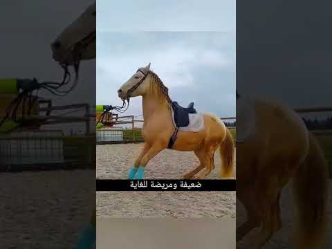 كيف يتم صنع مضاد سم الأفاعي