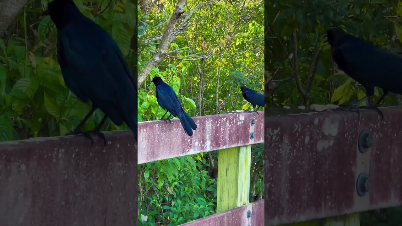 Two Male Boat-tailed Grackles #florida #birds #nature #grackle