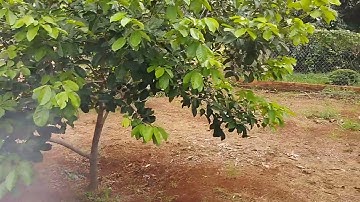 Cần bán 4,5sào khu dân cư đường nhựa có nhà vườn cây ăn trái cổng rào đàng hoàng tại Xã Bàu Chinh.