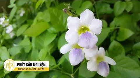 Phút Cầu Nguyện, Thứ Bảy 05/06/2021: Tình Người Trong Đại Dịch Covid-19