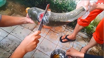 Cận cảnh Cắt tiết CÁ - Tiết canh cá Chép