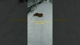 с добрым утром, друзья #dog #animal  #doglover #funny