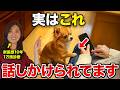 犬があなたに「これ」をしたら、“話しかけてる”サインです【獣医師が解説】