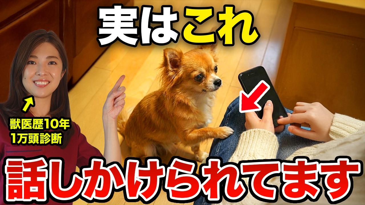 犬があなたに「これ」をしたら、“話しかけてる”サインです【獣医師が解説】