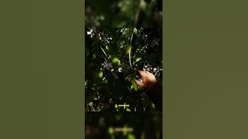 The Bug Report | TCR: Paused Without Menu! | Indiana Jones Great Circle #gaming #gametesting #glitch