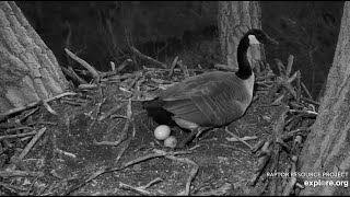 Decorah - Canada Goose Lays Second Egg at Bald Eagle Nest - March 25, 2022