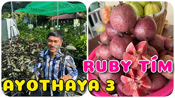 Cây Ổi Ayothaya 3 và Ổi Ruby tím | 0386569374 - Ngọc Ngân Bến Tre | Chuyên cây độc lạ