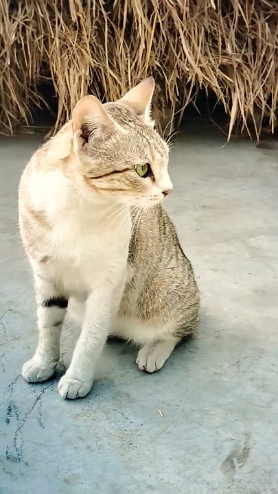 biraler dak😍# amar pusi#0k9 family#shorts video 🐈🥰😘😍