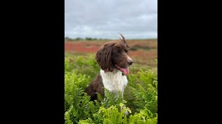 Gundog Dog Training Springer Spaniel Hunting & Holding an Area